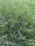 Festuca glauca Elijah Blue Blue Fescue Image Credit: Millgrove Perennials