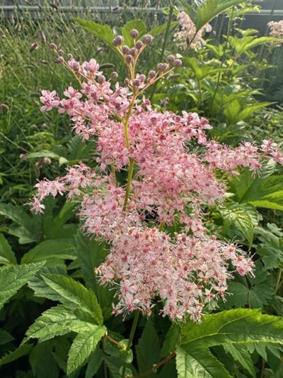 Filipendula rubra Venusta Meadowsweet Image Credit: Millgrove Perennials