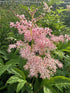 Filipendula rubra Venusta Meadowsweet Image Credit: Millgrove Perennials