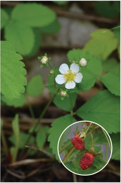 Fragaria virginiana Strawberry image credit: Prairie Moon Nursery