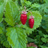 Fragaria vesca Woodland Strawberry Image Credit: Chaz Morenz 20240706