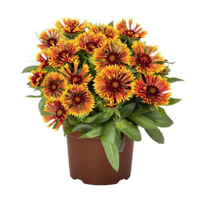 Gaillardia aristata Spintop Copper Sun Blanket Flower image credit: Ball Horticulture