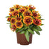 Gaillardia aristata Spintop Copper Sun Blanket Flower image credit: Ball Horticulture