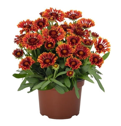 Gaillardia aristata Spintop Mariachi Red Sky Blanket Flower image credit: Ball Horticulture