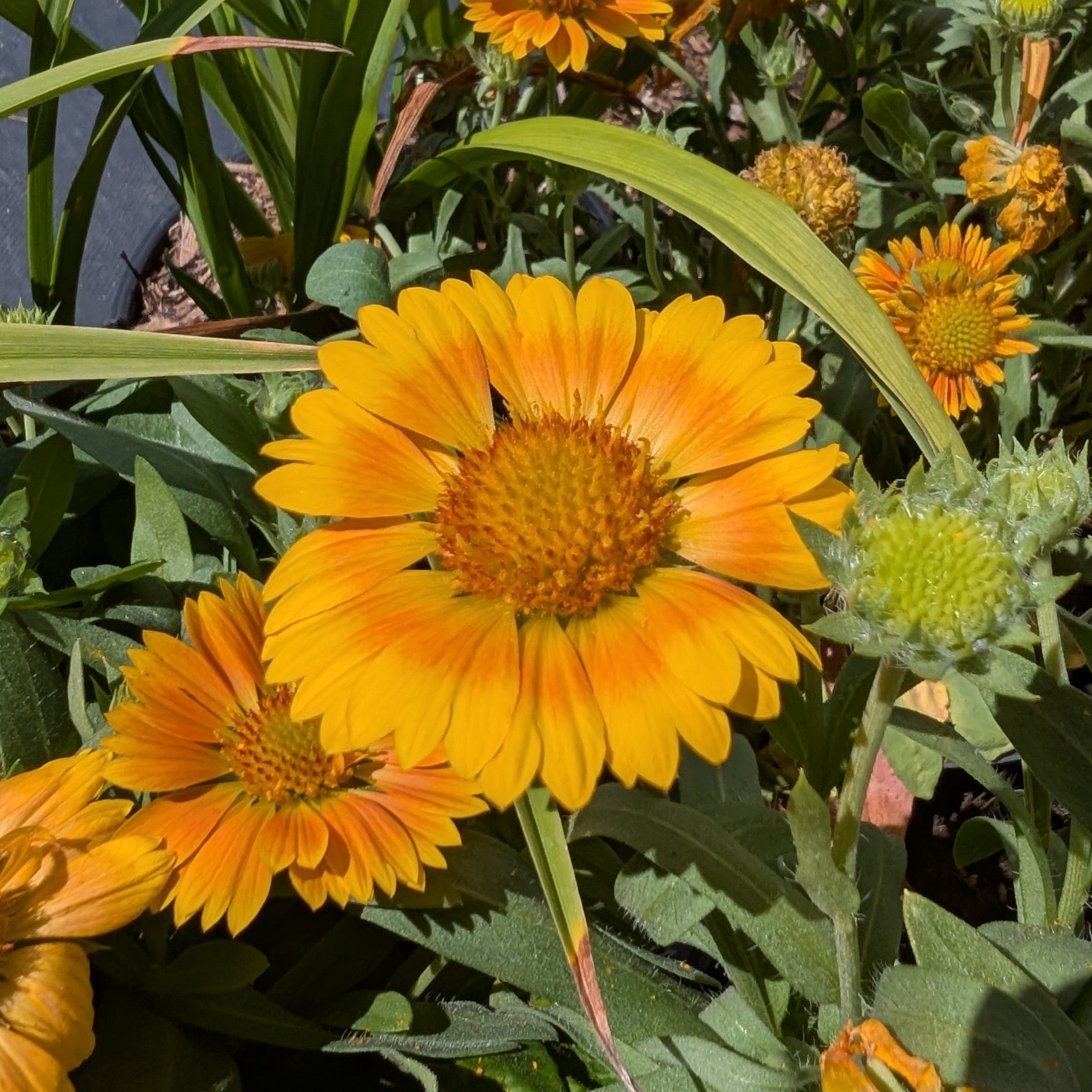 Gaillardia Spintop Mango Blanket Flower Image Credit: Chaz Morenz 20260817