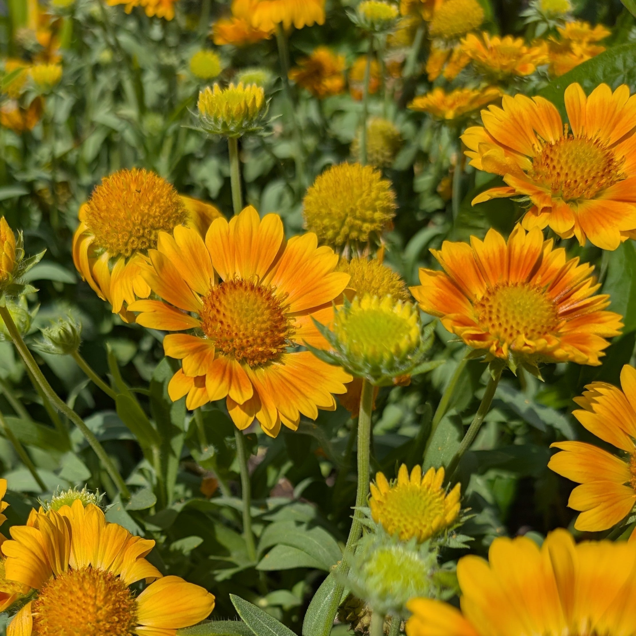 Gaillardia Spintop Mango Blanket Flower Image Credit: Chaz Morenz 20260817