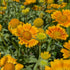 Gaillardia Spintop Mango Blanket Flower Image Credit: Chaz Morenz 20260817