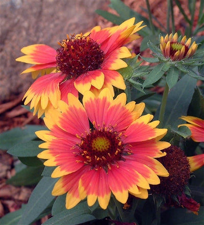 Gaillardia hybrid Goblin Blanket Flower Image Credit: Walters Gardens