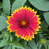 Gaillardia hybrid Spintop Orange Halo Blanket Flower Image Credit: Millgrove Perennials