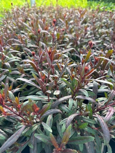 Gaura Monarch Pink Butterfly Flower Image Credit: Millgrove Perennials