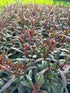 Gaura Monarch Pink Butterfly Flower Image Credit: Millgrove Perennials