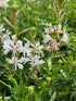 Gaura Monarch White Butterfly Flower Image Credit: Millgrove Perennials