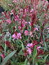 Gaura Passionate Blush Butterfly Flower Image Credit: Millgrove Perennials