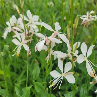 Gaura Sparkle White Butterfly Flower Image Credit: Millgrove Perennials