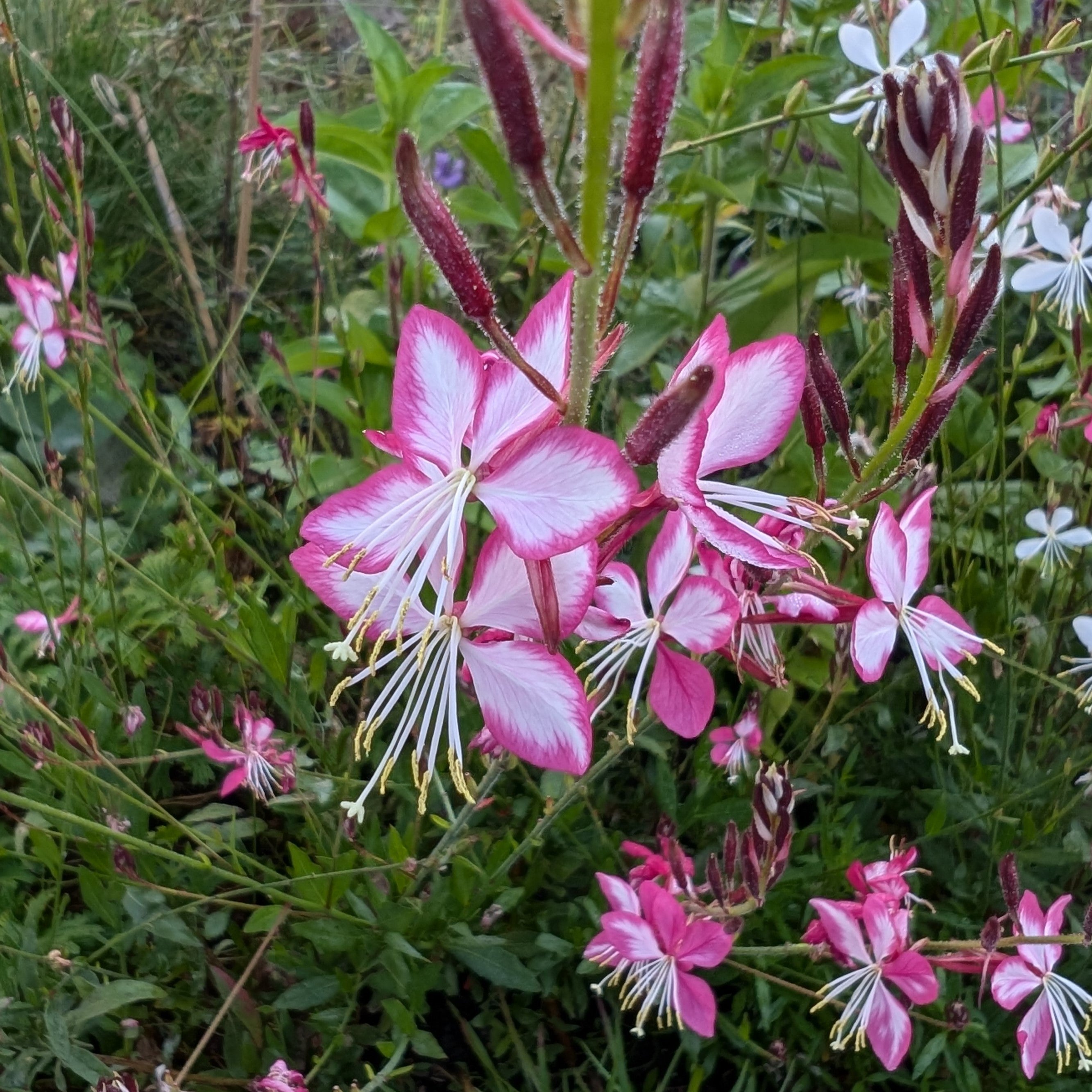 Gaura lindheimeri Rosy Jane Butterfly Flower 2 Image Credit: Chaz Morenz 20240816