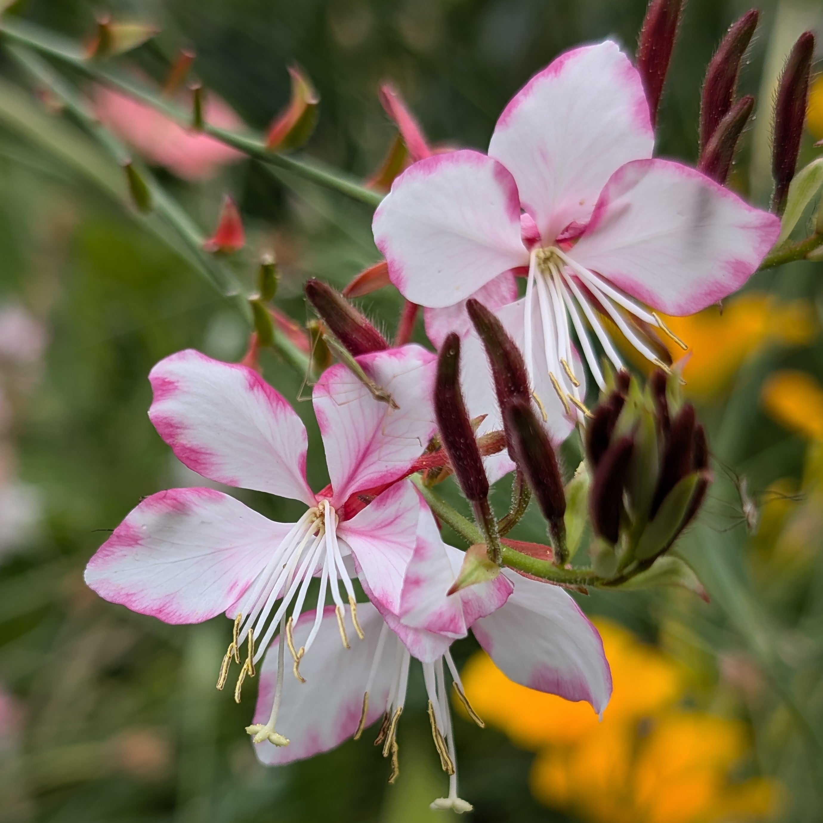 Gaura lindheimeri Rosy Jane Butterfly Flower Image Credit: Chaz Morenz 20240816