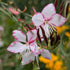 Gaura lindheimeri Rosy Jane Butterfly Flower Image Credit: Chaz Morenz 20240816