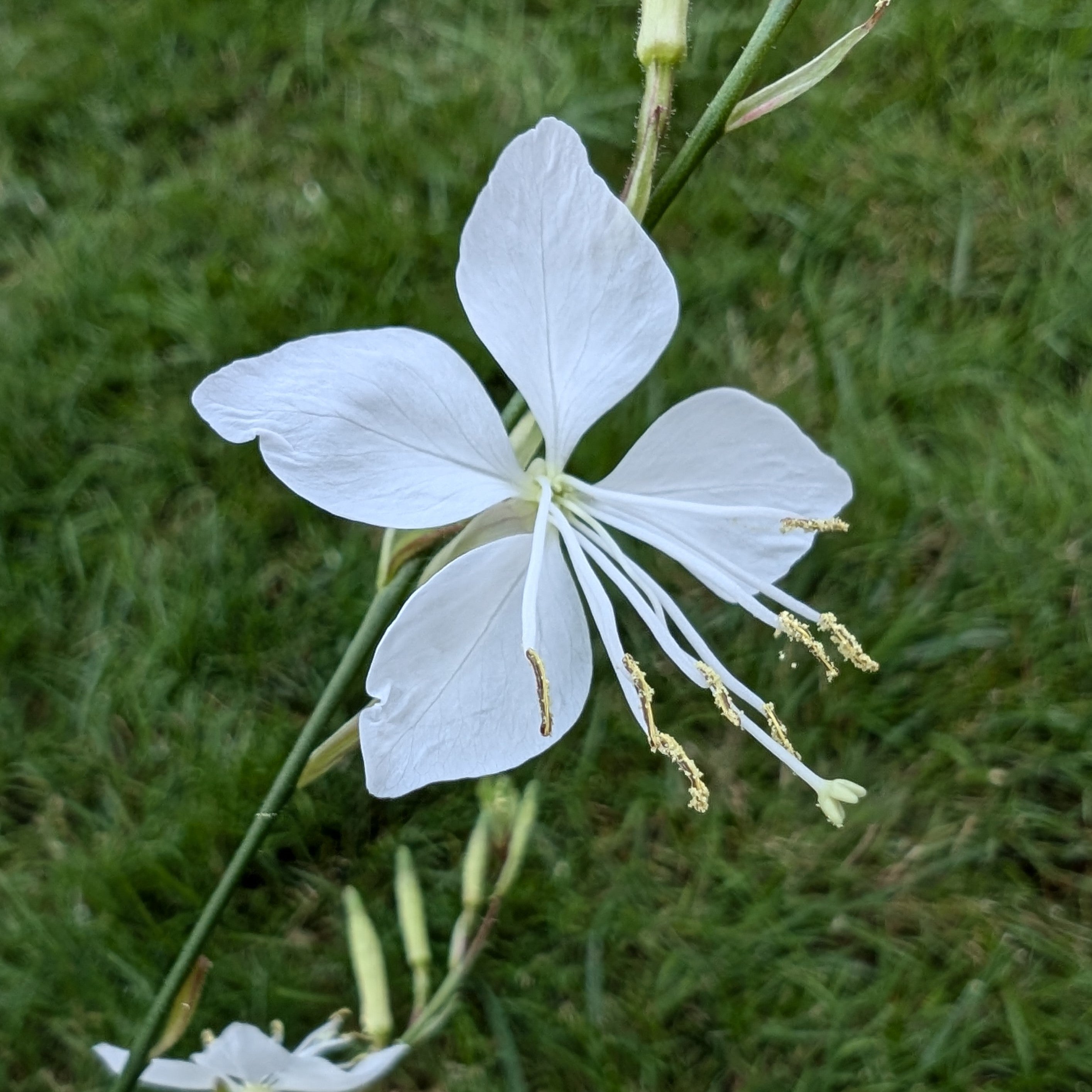 Gaura lindheimeri Whirling Butterflies Butterfly Flower Image Credit: Chaz Morenz 20240717