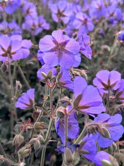 Geranium Boom Chocolatta Cranesbill Image Credit: Millgrove Perennials