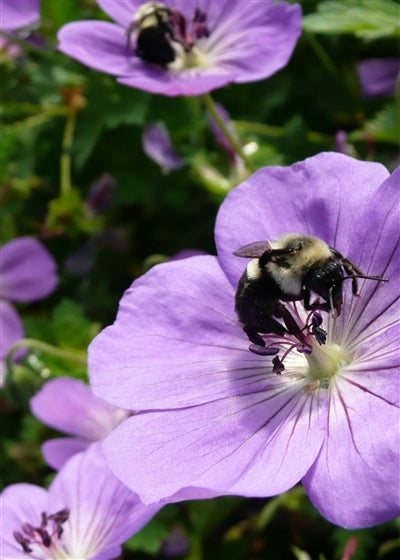 Geranium Rozanne Cranesbill 2 Image Credit: Millgrove Perennials