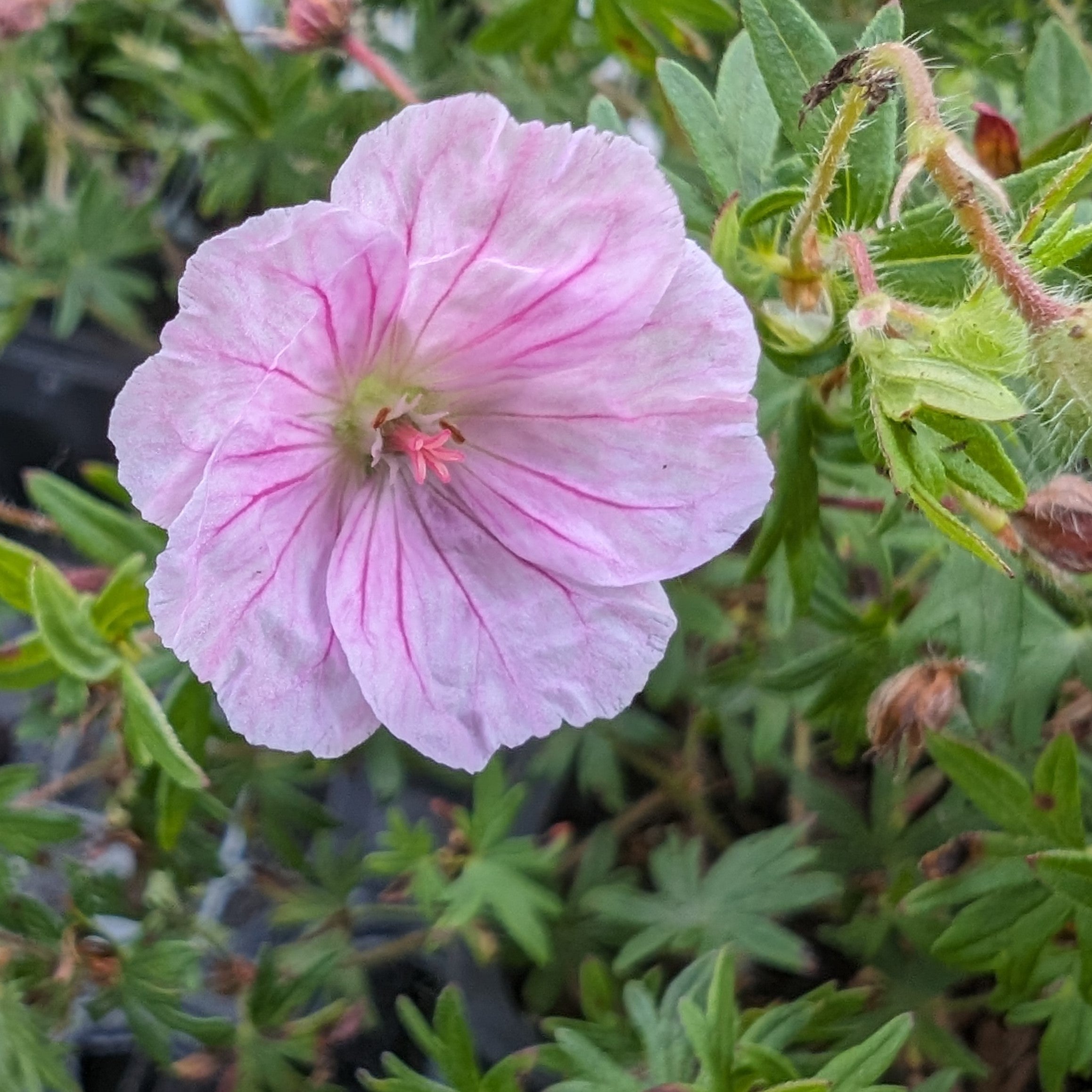 Geranium sanguineum Striatum Cranesbill – PlantsInTheCity