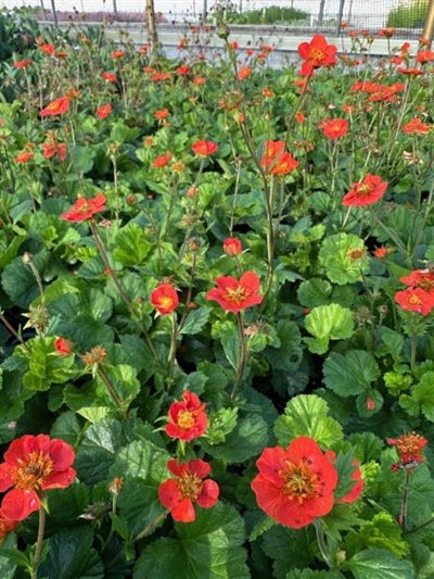 Geum Koi Avens Image Credit: Millgrove Perennials