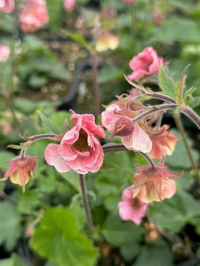 Geum Tempo Rose Avens Image Credit: Millgrove Perennials