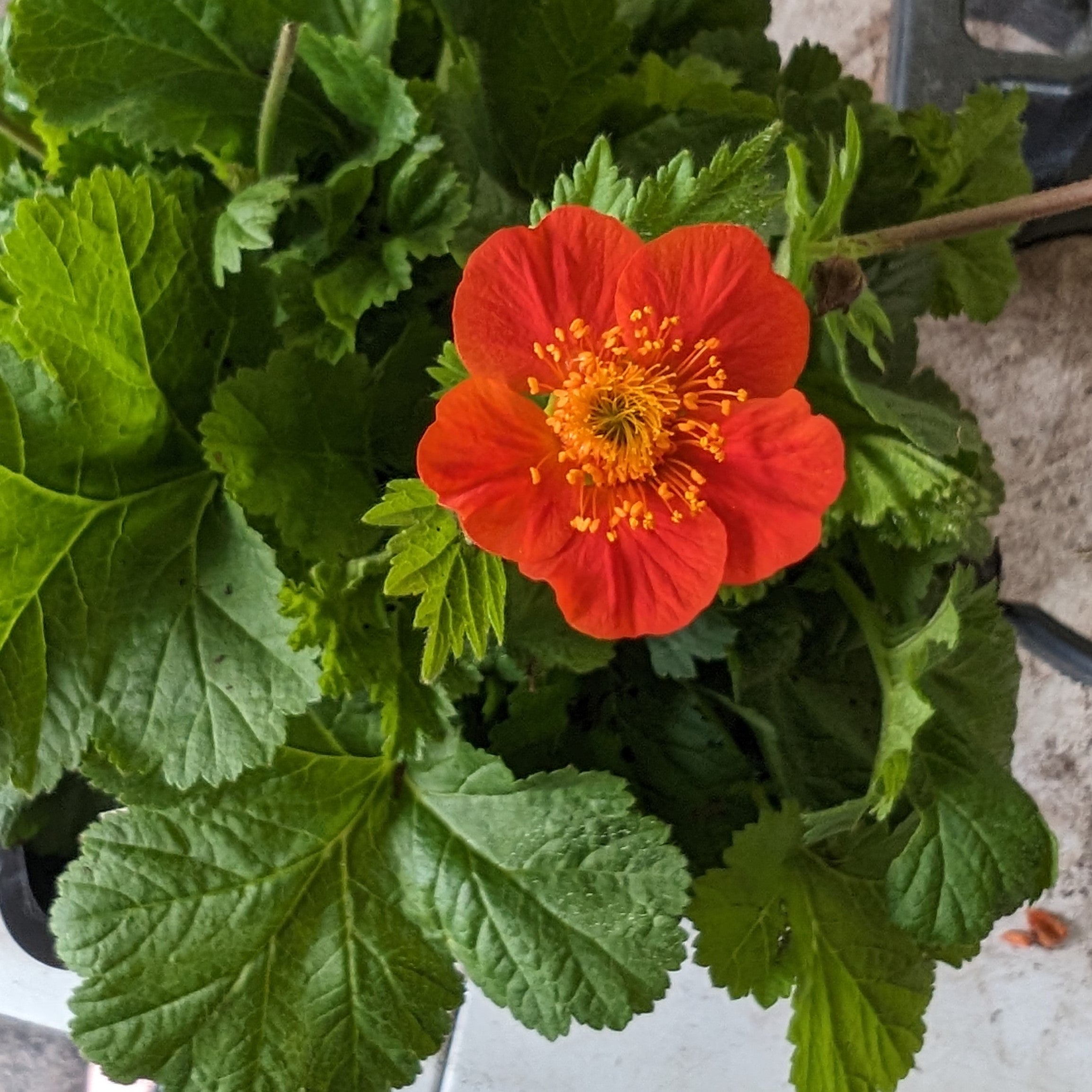 Geum coccineum Koi Avens Image Credit: Chaz Morenz 20240618