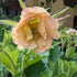 Geum hybrid Pretticoats Peach Avens Image Credit: Chaz Morenz 20240618