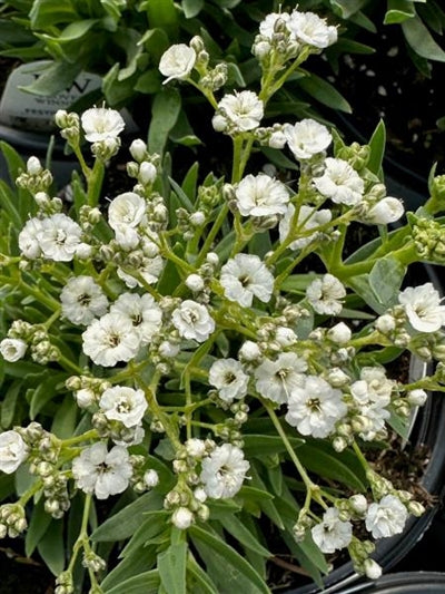 Gypsophila paniculata Festival Star PW Baby's Breath Image Credit: Millgrove Perennials