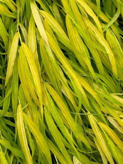 Hakonechloa macra All Gold Japanese Forest Grass Image Credit: Millgrove Perennials