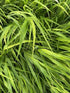Hakonechloa macra Japanese Forest Grass Image Credit: Millgrove Perennials
