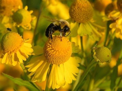 Helenium autumnale Sneezeweed image credit: Prairie Moon