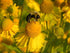 Helenium autumnale Sneezeweed image credit: Prairie Moon