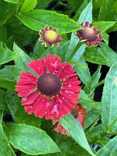 Helenium Mariachi Salsa Sneezeweed Image Credit: Millgrove Perennials