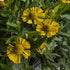 Helenium hybrid Mariachi Sombrero Sneezeweed Image Credit: Chaz Morenz 20240709
