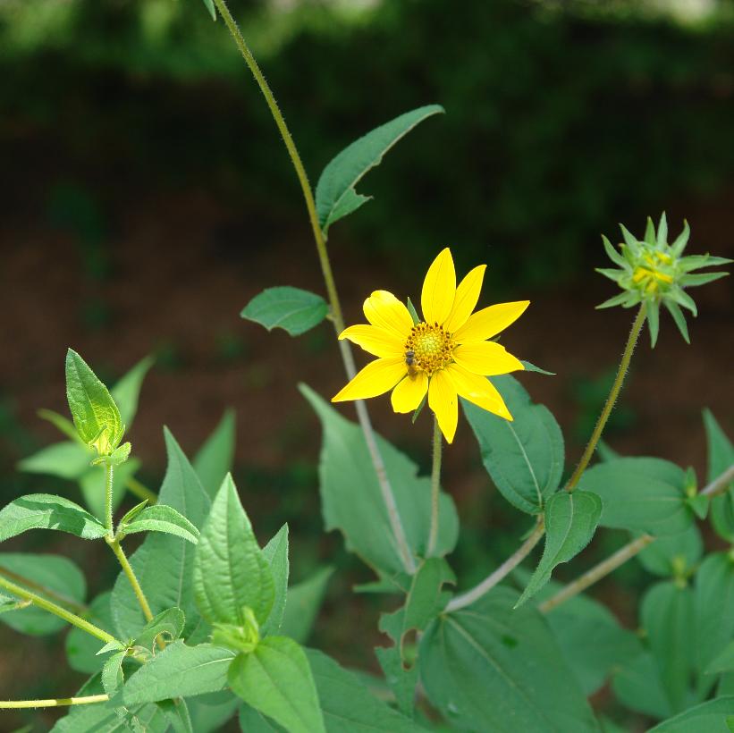 Helianthus divaricatus Woodland Sunflower Image Credit: NVK Nurseries