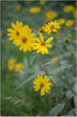 Heliopsis helianthoides False Sunflower image credit: Prairie Moon