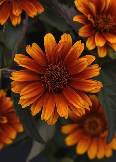 Heliopsis helianthoides Summer Eclipse False Sunflower image credit: Ball Horticulture