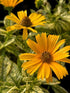 Heliopsis Sunstruck False Sunflower 2 Image Credit: Millgrove Perennials