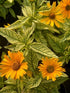 Heliopsis Sunstruck False Sunflower Image Credit: Millgrove Perennials