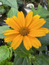 Heliopsis Tuscan Sun PW False Sunflower Image Credit: Millgrove Perennials