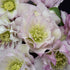 Helleborus Flower Girl Lenten Rose image credit: Walters Gardens