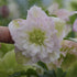 Helleborus Flower Girl Lenten Rose image credit: Walters Gardens