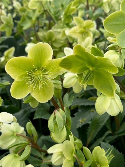 Helleborus Honeyhill Joy Lenten Rose Image Credit: Millgrove Perennials