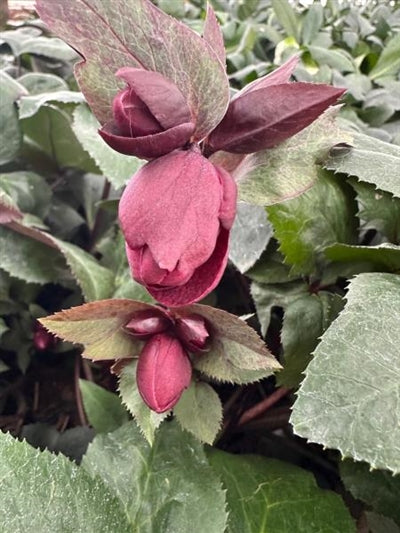 Helleborus Ice N Roses Merlot Lenten Rose Image Credit: Millgrove Perennials