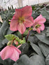 Helleborus Ice N Roses Rose Lenten Rose Image Credit: Millgrove Perennials