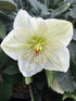 Helleborus Ice N Roses White Lenten Rose Image Credit: Millgrove Perennials