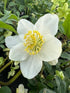 Helleborus niger Lenten Rose Image Credit: Millgrove Perennials