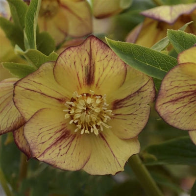 Helleburus Tropical Sunset Lenten Rose image credit: Walters Gardens